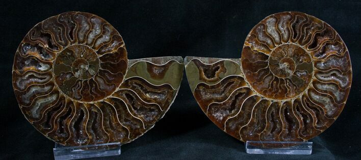 Cut and Polished Ammonite Pair - Crystal Pockets #8134